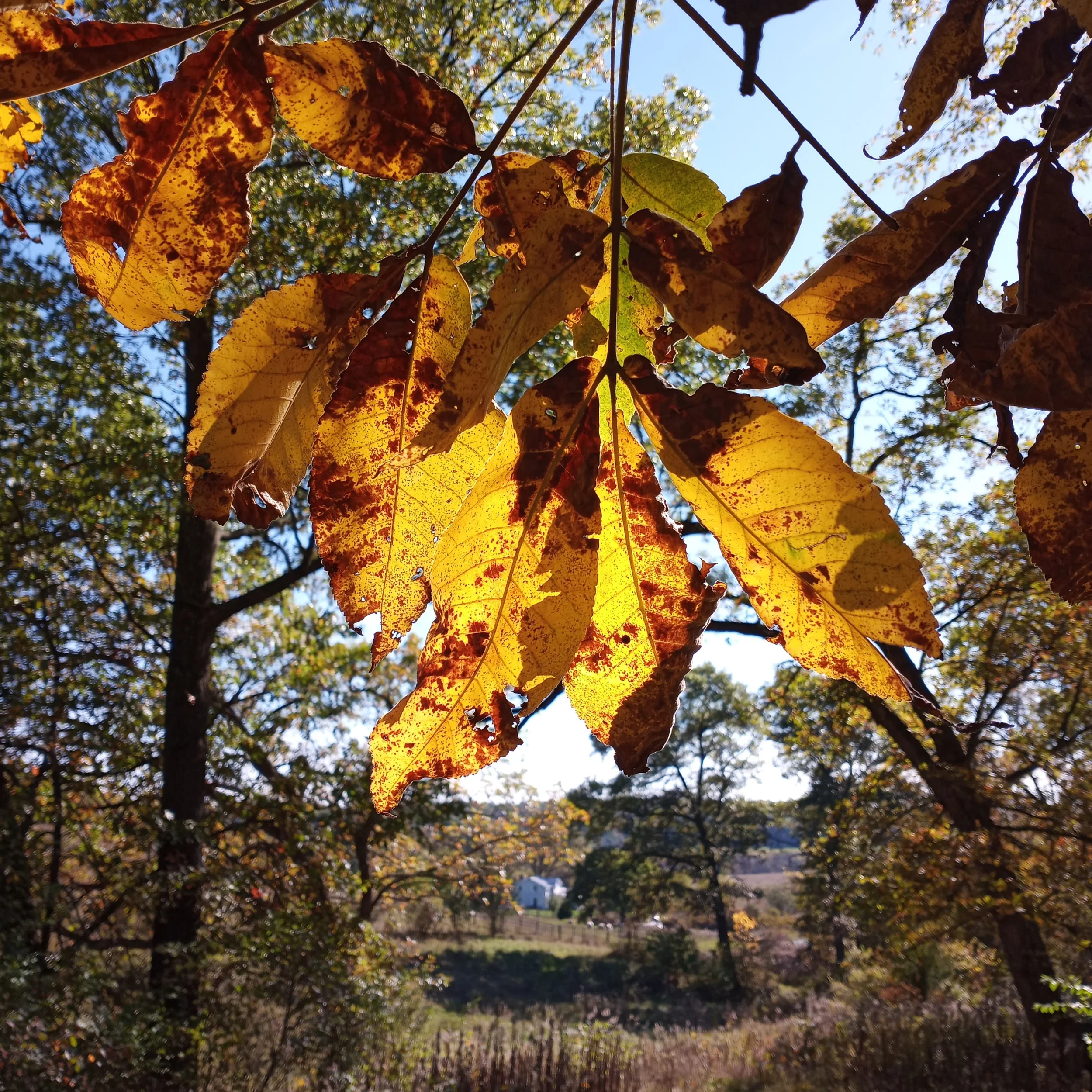 Fall Hilll