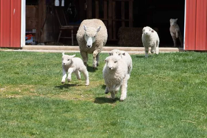 Lamb-pede