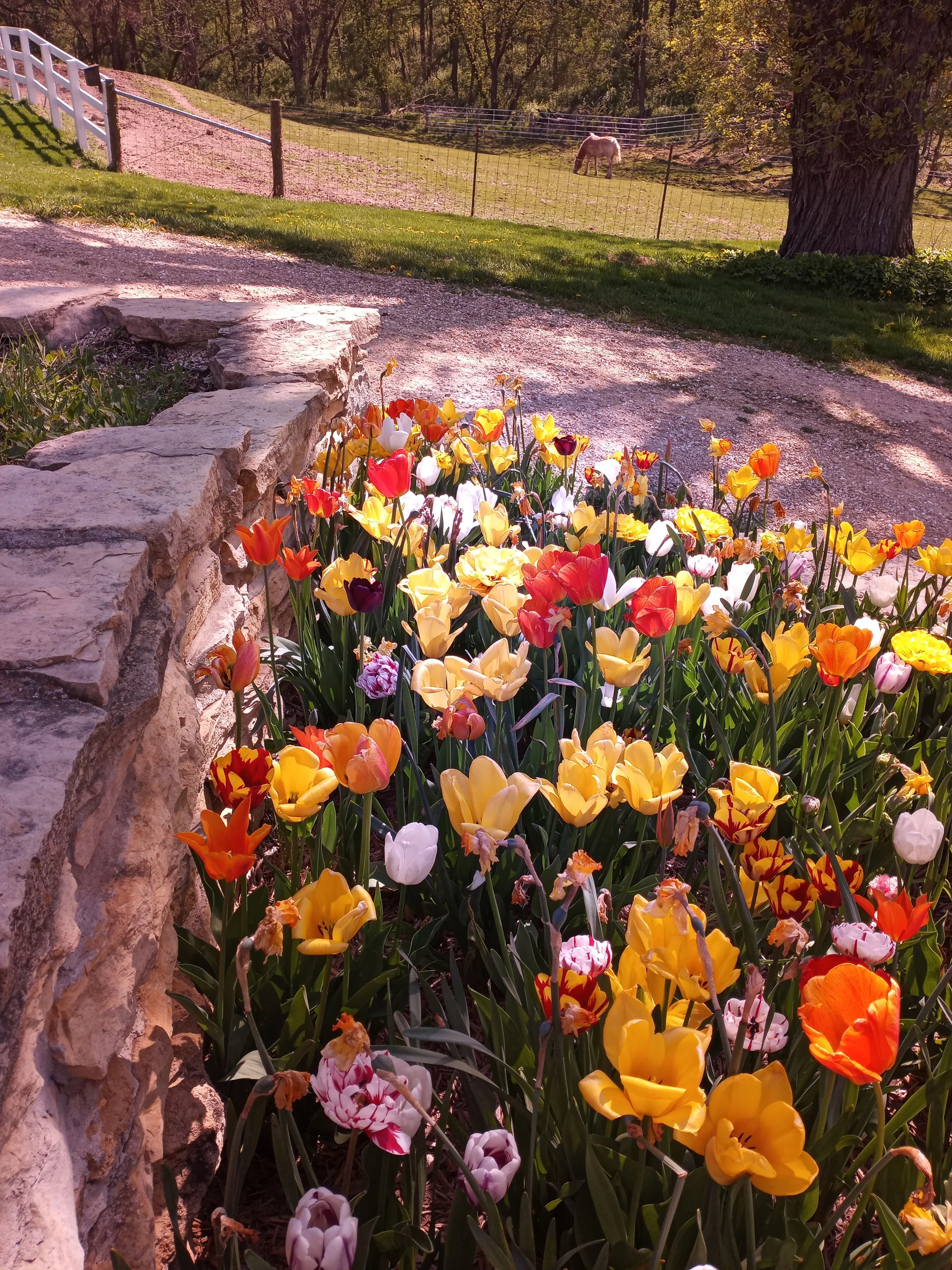 Tulips